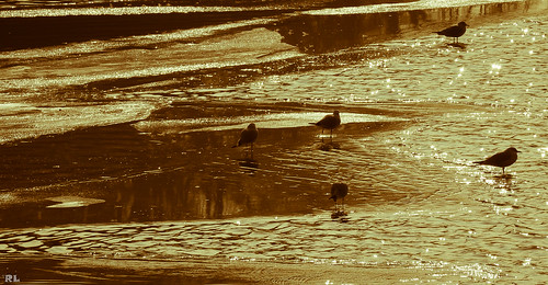 sunset lake nature birds animals see tiere wasser sonnenuntergang seagull natur vögel bodensee constance möven