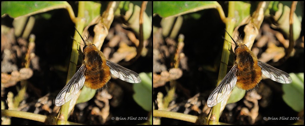 Beefly 3d cross-view