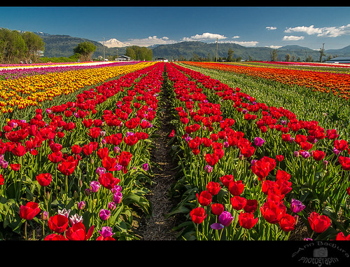 Abbotsford Tulip Festival near Vancouver, BC, Canada by Ann Badjura Photography