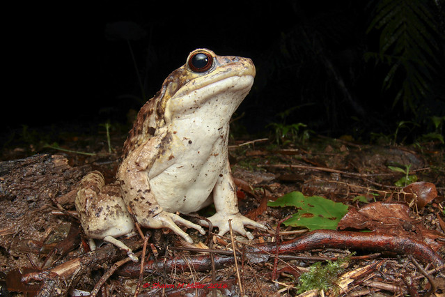 The King of Yanbaru! Holst's Frog