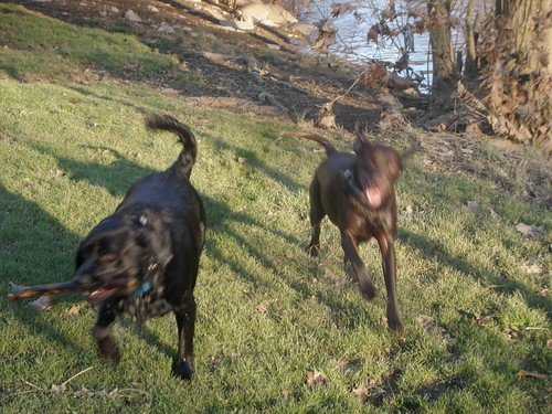 Scout & Oakley | by Amber & Chad