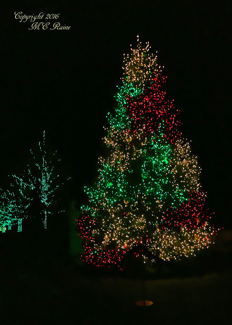 2015 Longwood Christmas:  Outdoors Nighttime Lights & Main Tree (2 of 3) at Longwood Gardens of Kennett Square, PA