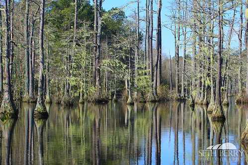 statepark trees lake reflection green sc moss pond camden southcarolina adventure kayaking paddling goodale goodalestatepark sethberryphotography