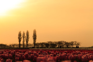 Sunset of Tulip Field
