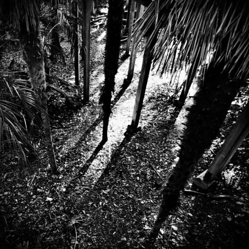 life above trees light nature time noiretblanc passages palm trunks pillars palmcanyon downbellow