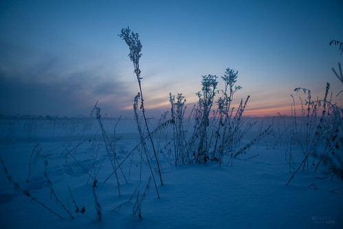 morning winter snow nature sunrise frost wildlife january backwoods frozenplant
