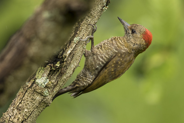 Little Woodpecker (Picapauzinho-anão)