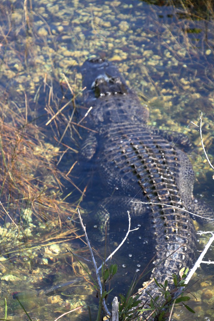 Alligator in the Everglades