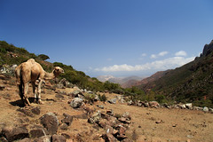 Trekking companion, Socotra, Yemen