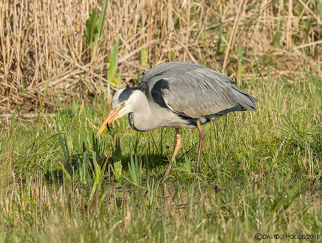 Heron with Newt