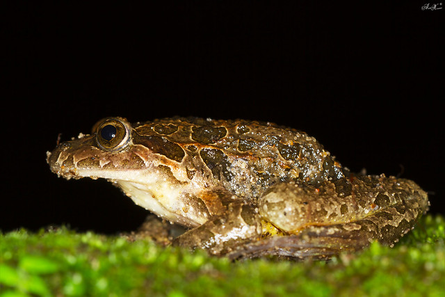 Rã-de-focinho-pontiagudo, Iberian Painted Frog (Discoglossus galganoi)