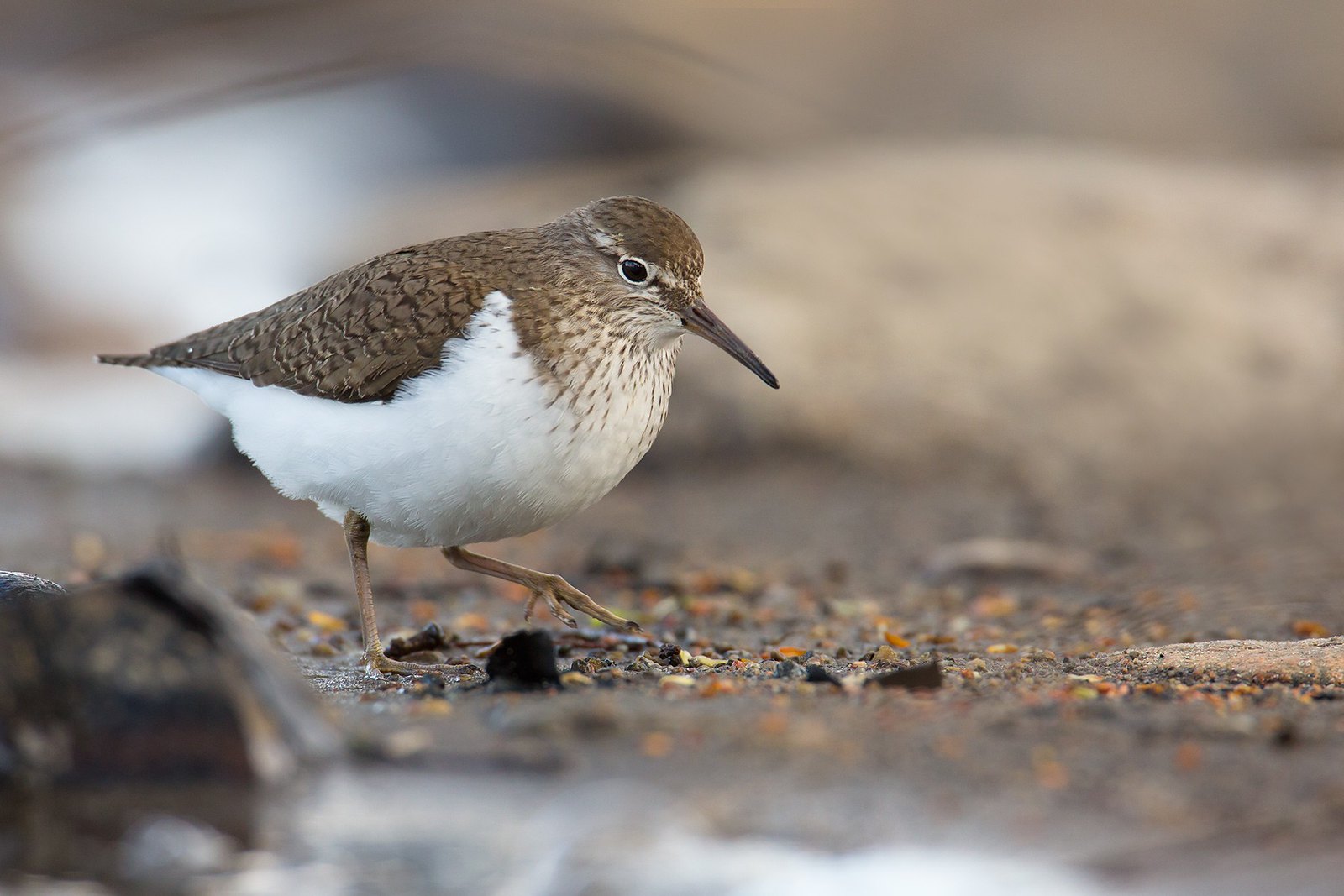 Actitis hypoleucos | Common Sandpiper | drillsnäppa