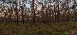 A Forest in the Sunset (HDR Panorama 4 Shots)