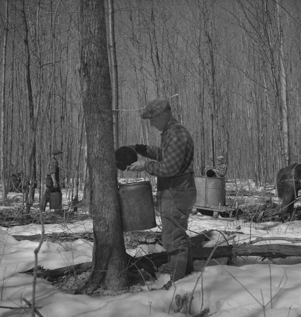 Unidentified men working in a sugar bush, Ontario / Des hommes travaillent dans une érablière, en Ontario