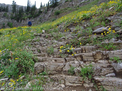 Wildflowers on the "trail" up the Stairway to Heaven, Jedediah Smith Wilderness, Wyoming