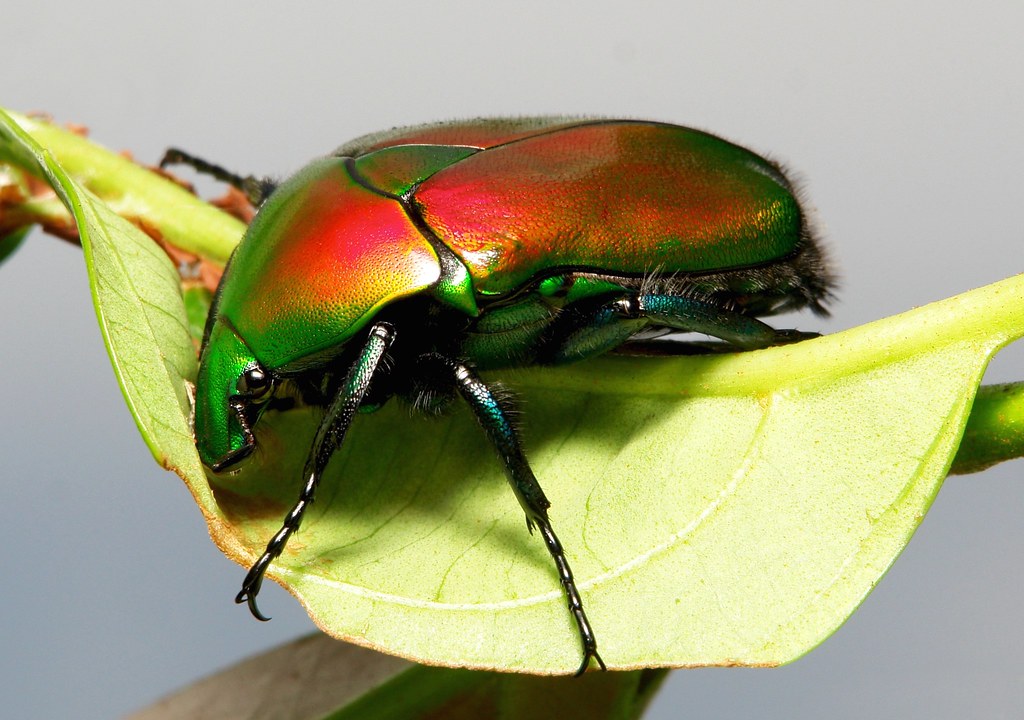 標本 China Yunnan Cetoniinae s.p 23mm Flower Beetle (Torynorrhina flammea, Cetoniinae, Scarabaei… | Flickr