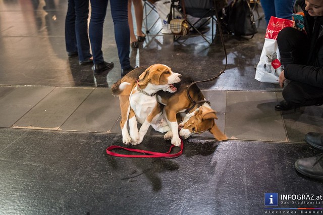 IHA Internationale Rassehundeausstellung 2016