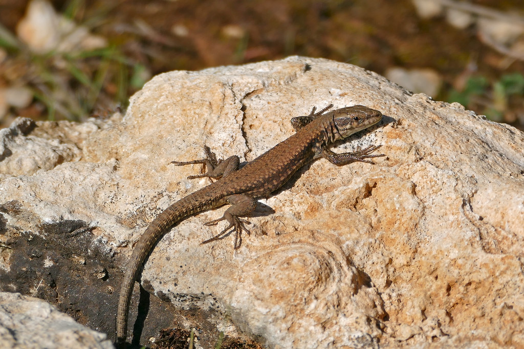 Common Wall Lizard (Podarcis muralis) | Méjannes-le-Clap, Ga… | Flickr