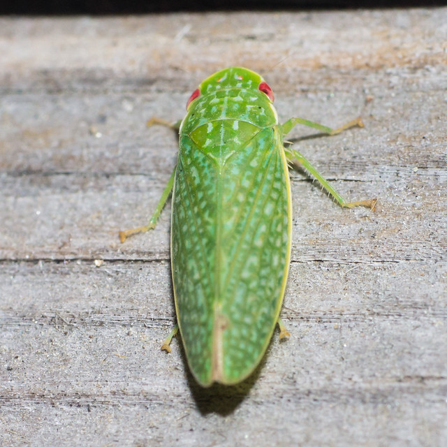 Rugosana querci - leafhopper