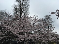 The bloom of cherry blossom (sakura) at Inokashira park