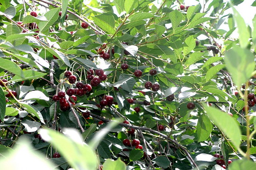 Wild Cherries | by Suratgirak