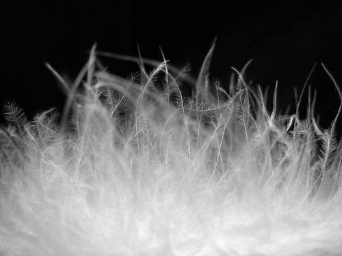 Fluff by room929