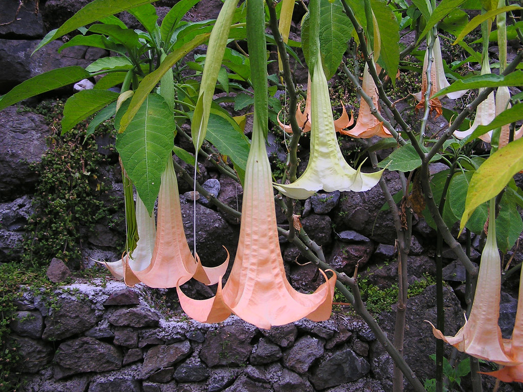 flores Isla de La Gomera 0387