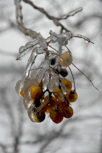 winter cold ice yellow geotagged berries picaday utatafeature geo:lat=35962516 geo:lon=95903821