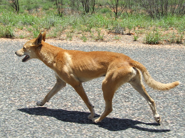 Dingo (Canis lupus dingo) trotting along car on Standley Chasm access road, Centralia Australia.