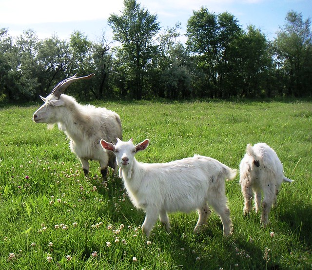 Sannan goats in Kazakhstan