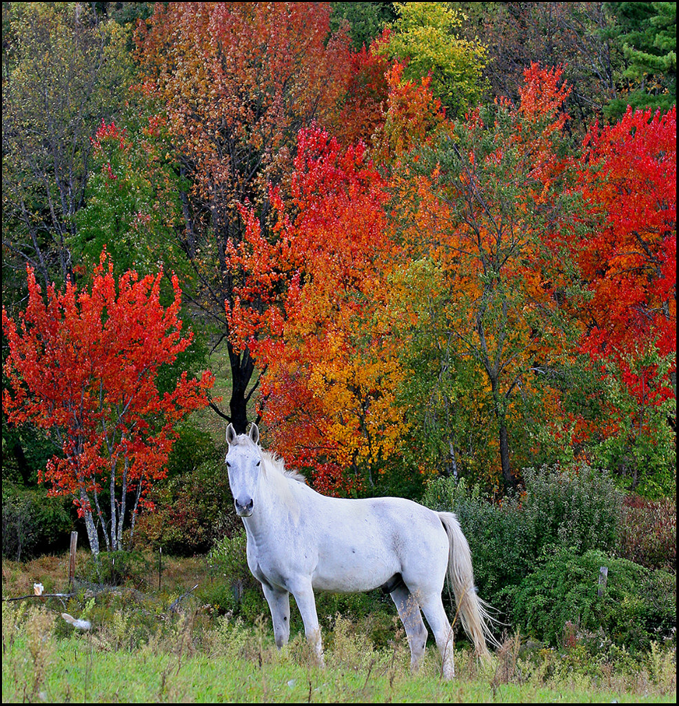 Лошади времен года. Лошадь в осеннем лесу. Пейзаж с лошадьми. Красивая природа с животными. Лошади осенью.