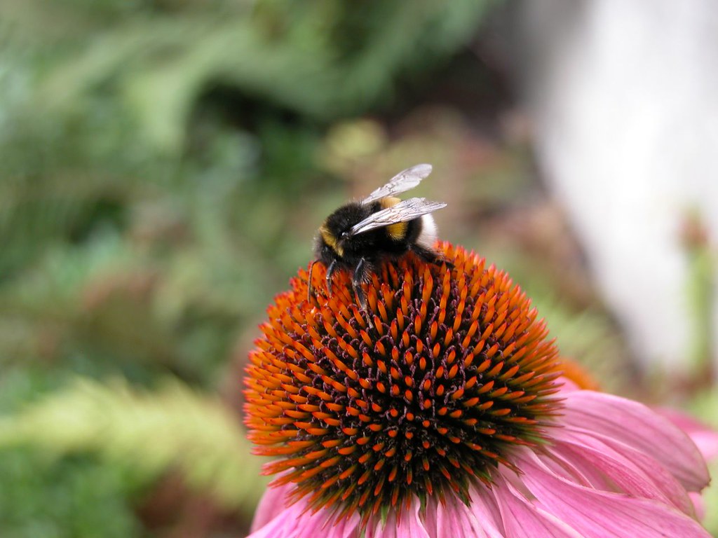 Cone flower and bee
