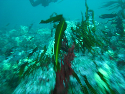 Seaweed in current | by pronning