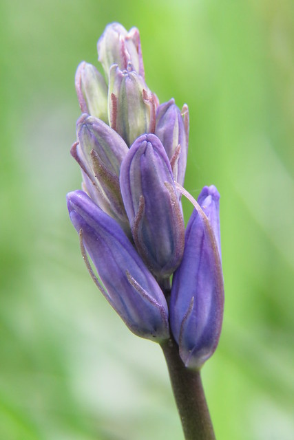 Common Bluebell {Hyacinthoides non-scripta} - Buchan Country Park
