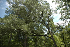 Quercus sinuata