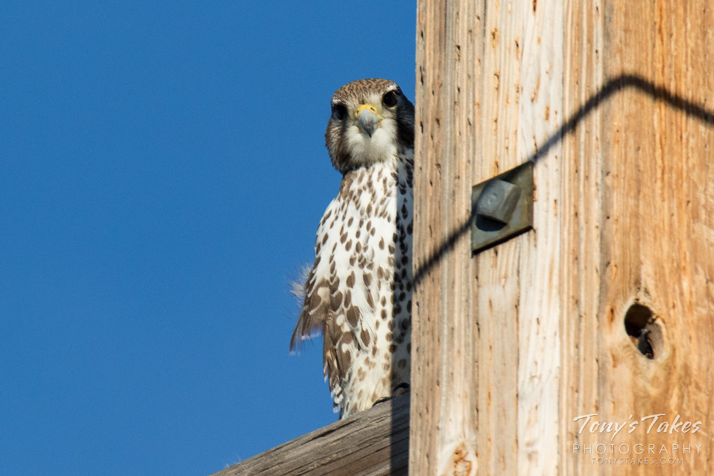 Prairie Falcon Peek-a-Boo
