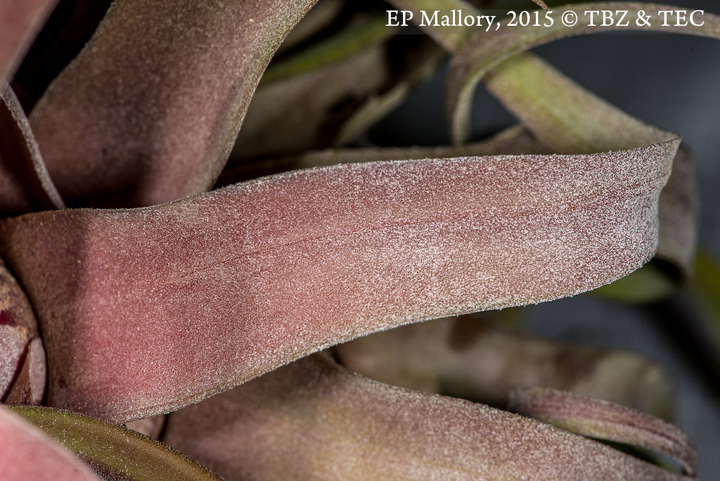 2015-04-02 TEC-2911 Tillandsia streptophylla - E.P. Mallory