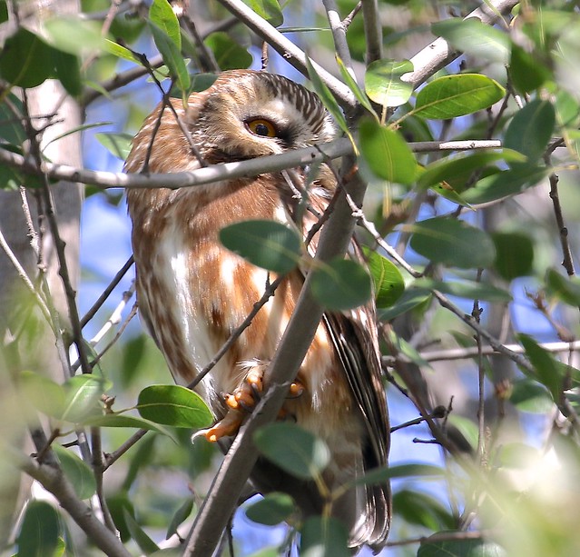 Northern Saw-whet Owl (Aegolius acadicus), Upper Sunrise, Am. R. Pkwy., Sacramento Co., CA  2/11/16