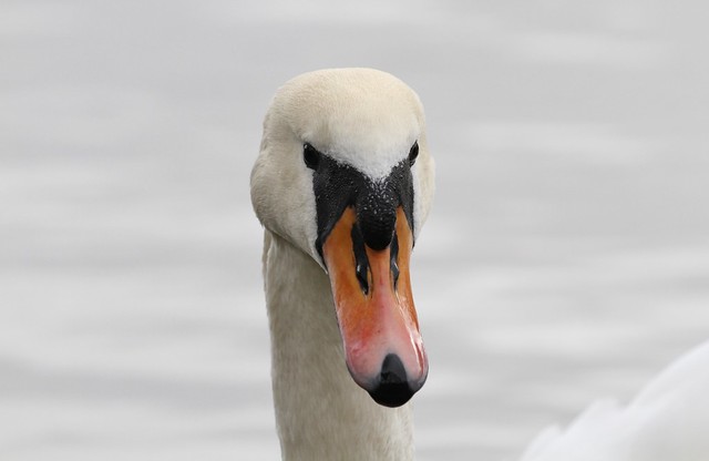 Mute Swan ~ Cygnus olor ~ Selbrigg Pond (4)