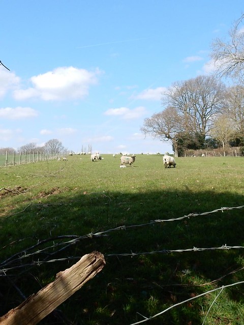 Sheep and wire Ashurst to Eridge