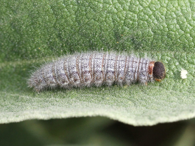 Sage Skipper  - Muschampia proto larva