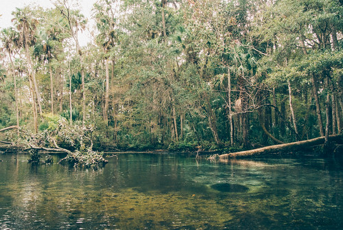 wild nature water misty swimming vintage river landscape spring florida cloudy kayaking ethereal mystical paddling sevensisters chaz muted suncoast 7sisters nikon1 mirrorless thechaz naturecoast chassahowitzka vsco springhunters sevensistersspring