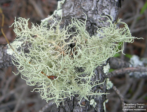 usnea corticolous lichenza fruticosethallus