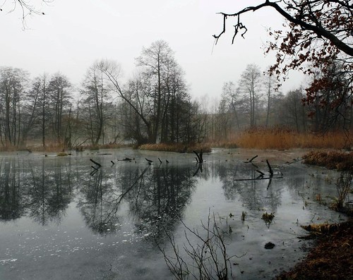 berlinerforsten forstamttegel revierstolpe berlin winter2016 wald bäume sträucher heiligenseenord bundeslandberlin