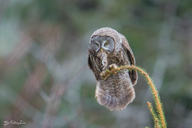 Great Grey Owl eating a vole