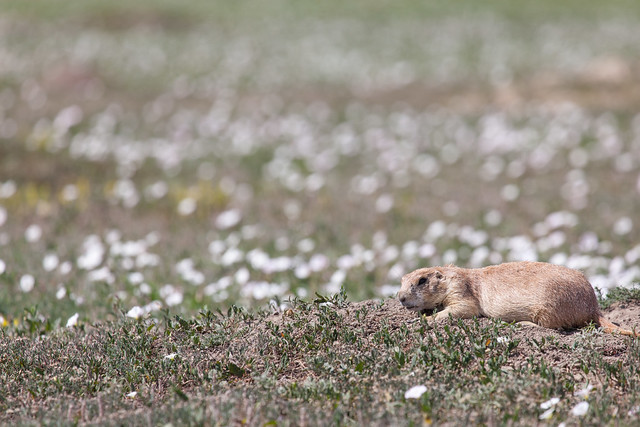 Napping in a sea of flowers