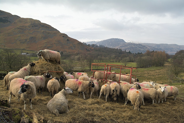Patterdale Sheep (March 2016 #1)