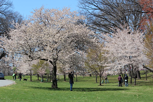 Branch Brook Park Cherry Blossom 2016 | Shinya Suzuki | Flickr