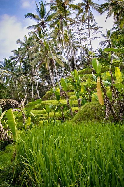 Tegalalang Rice Fields • Bali • Indonesia