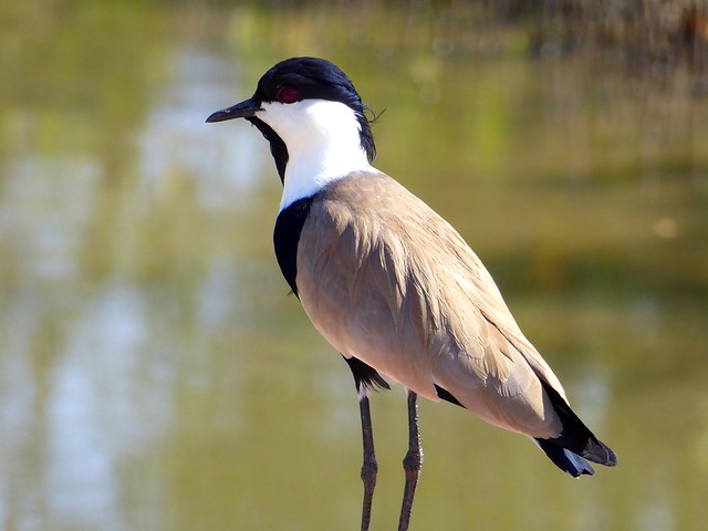 Spur-winged plover   (Vanellus  spinosus) / The Gambia